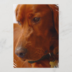 Irish Setter Invitation Kaart