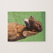 Irish Setter Legpuzzel (Horizontaal)