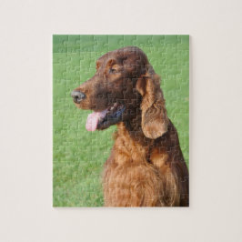 Irish Setter Legpuzzel