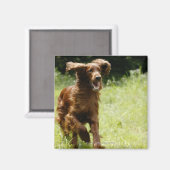 Irish Setter Magneet (Voorkant / Achterkant)