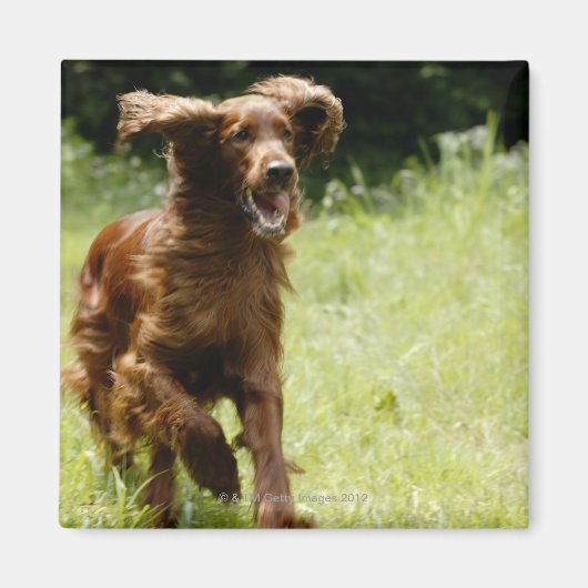 Irish Setter Magneet (Voorkant)