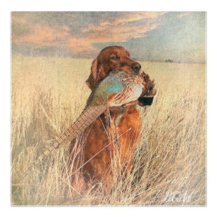 Irish Setter met fazant Foto Afdruk