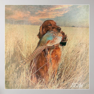 Irish Setter met fazant Poster
