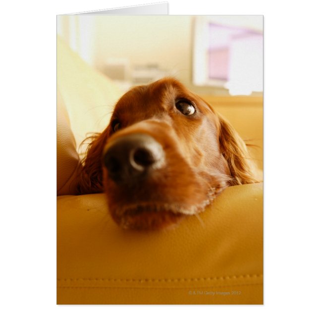Irish Setter op sofa (Voorkant)