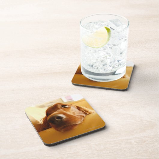 Irish Setter op sofa Bier Onderzetter (Rechterzijde)