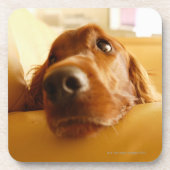 Irish Setter op sofa Bier Onderzetter (Voorkant)