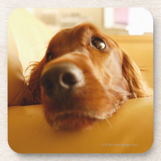 Irish Setter op sofa Bier Onderzetter (Voorkant)