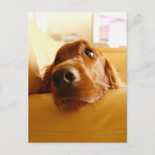 Irish Setter op sofa Briefkaart (Voorkant)
