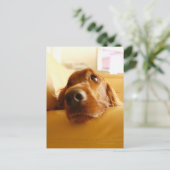 Irish Setter op sofa Briefkaart (Staand voorkant)