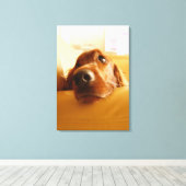 Irish Setter op sofa Canvas Afdruk (Insitu (Houten vloer))