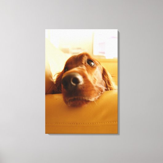 Irish Setter op sofa Canvas Afdruk (Voorkant)