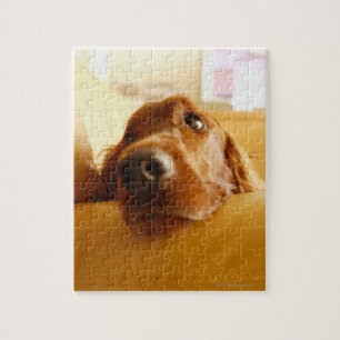 Irish Setter op sofa Legpuzzel