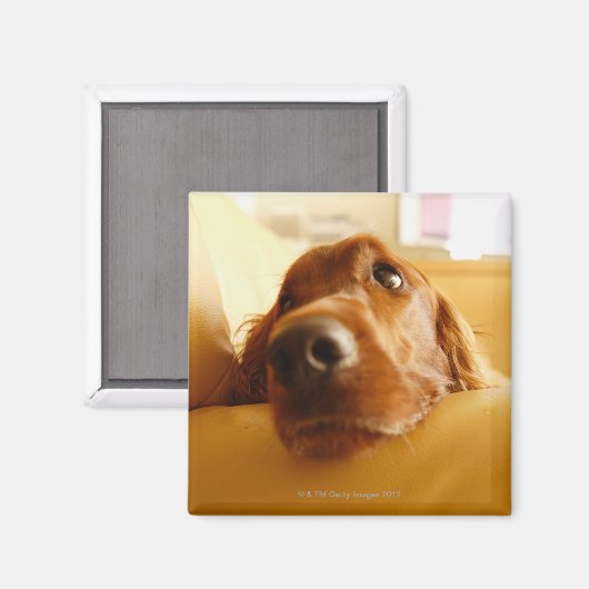 Irish Setter op sofa Magneet (Voorkant / Achterkant)