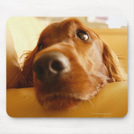 Irish Setter op sofa Muismat (Voorkant)