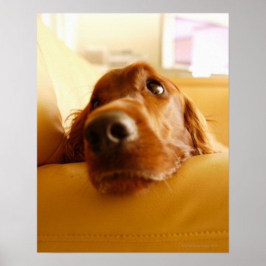 Irish Setter op sofa Poster (Voorkant)