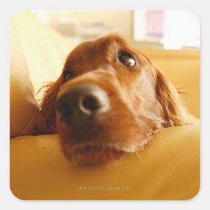 Irish Setter op sofa Vierkante Sticker