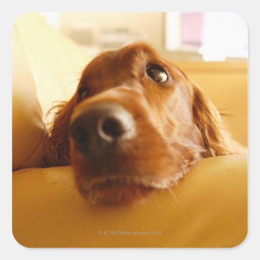 Irish Setter op sofa Vierkante Sticker (Voorkant)