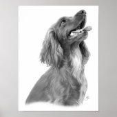 Irish Setter Poster (Voorkant)