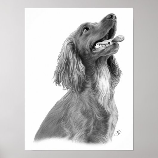 Irish Setter Poster (Voorkant)