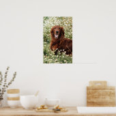 Irish Setter Poster (Keuken)
