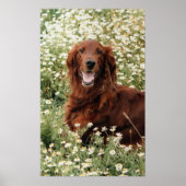 Irish Setter Poster (Voorkant)