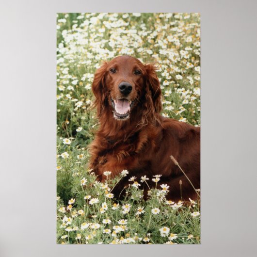 Irish Setter Poster (Voorkant)