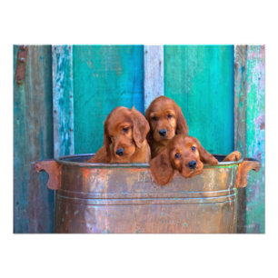 Irish Setter Puppies Foto Afdruk