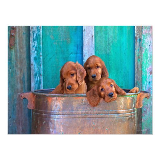 Irish Setter Puppies Foto Afdruk (Voorkant)
