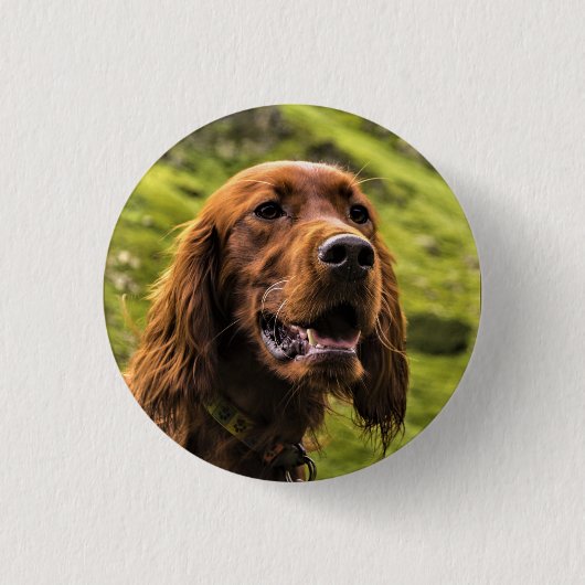 Irish Setter Ronde Button 3,2 Cm (Voorkant)