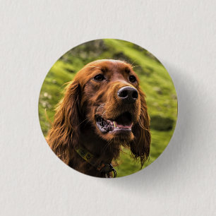 Irish Setter Ronde Button 3,2 Cm