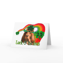 Irish Setter St. Patricks