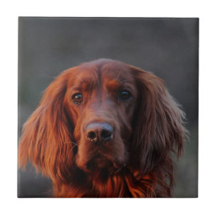 Irish Setter Tegeltje