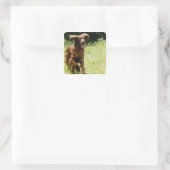 Irish Setter Vierkante Sticker (Tas)