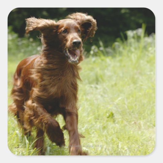 Irish Setter Vierkante Sticker (Voorkant)