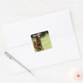 Irish Setter Vierkante Sticker (Envelop)