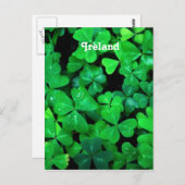 Irish Shamrocks Briefkaart (Voorkant / Achterkant)