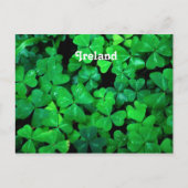 Irish Shamrocks Briefkaart (Voorkant)