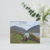 Irish Sheep, County Mayo, Ierland Briefkaart (Staand voorkant)