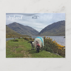 Irish Sheep, County Mayo, Ierland Briefkaart