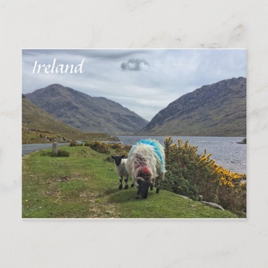 Irish Sheep, County Mayo, Ierland Briefkaart (Voorkant)