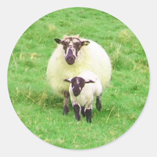 Irish Sheep Stickers (Voorkant)
