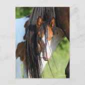 Irish Sport Horse Foal Hiding under Tail Briefkaart (Voorkant)