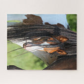 Irish Sport Horse Foal Hiding under Tail Legpuzzel (Horizontaal)