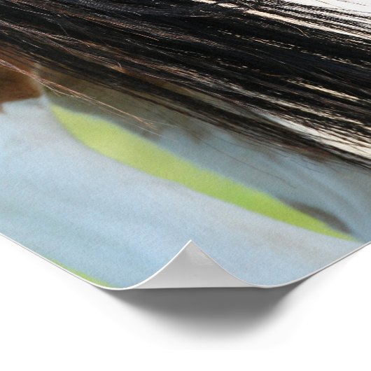 Irish Sport Horse Foal Hiding under Tail Poster (Hoek)