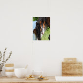 Irish Sport Horse Foal Hiding under Tail Poster (Keuken)