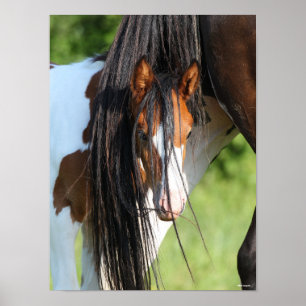 Irish Sport Horse Foal Hiding under Tail Poster