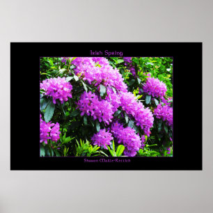 Irish Spring Poster Print