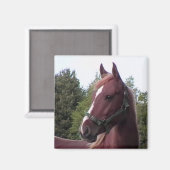 Irish Stallion Magnet (Voorkant / Achterkant)