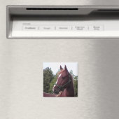 Irish Stallion Magnet (Insitu (Vaatwasser))