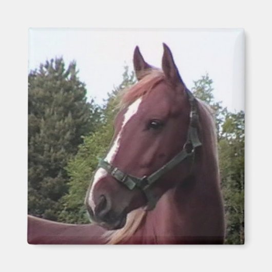 Irish Stallion Magnet (Voorkant)